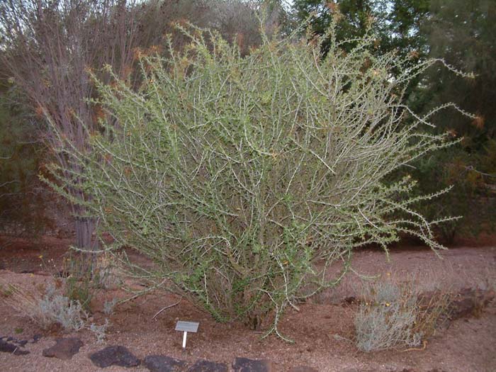 Plant photo of: Fouquieria macdougalii