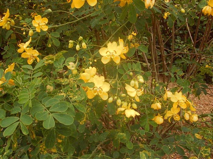 Plant photo of: Senna bicapsularis