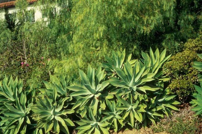 Plant photo of: Agave attenuata