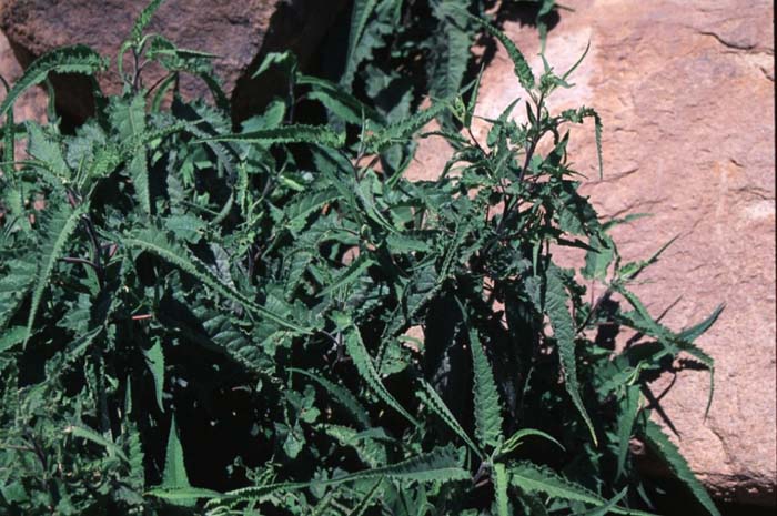 Plant photo of: Ambrosia ambrosioides