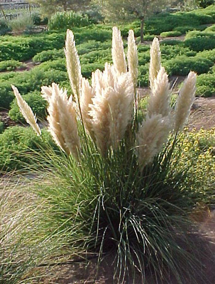 Plant photo of: Cortaderia selloana pumila