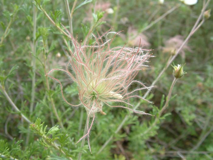 Plant photo of: Fallugia paradoxa