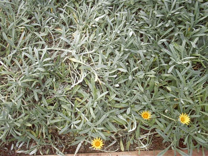 Plant photo of: Gazania rigens leucolaena