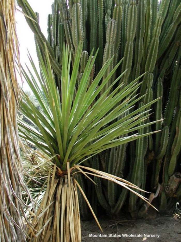 Plant photo of: Yucca decipiens