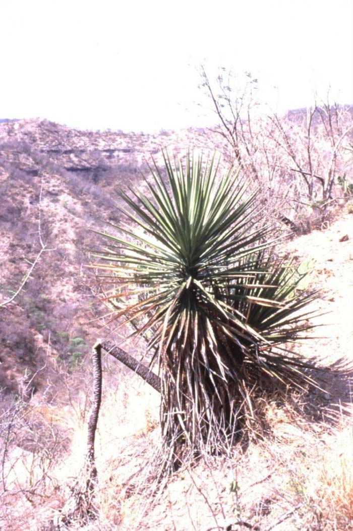 Plant photo of: Yucca grandiflora