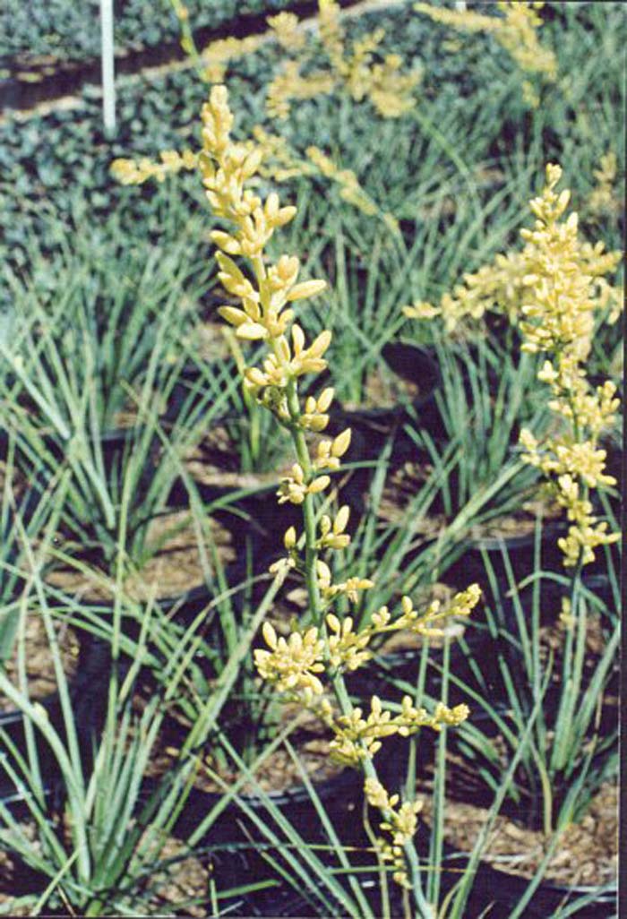 Plant photo of: Hesperaloe parviflora 'Desert Son'