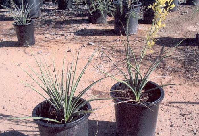 Plant photo of: Hesperaloe parviflora 'Desert Son'