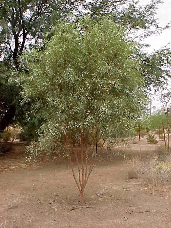 Plant photo of: Acacia jennerae