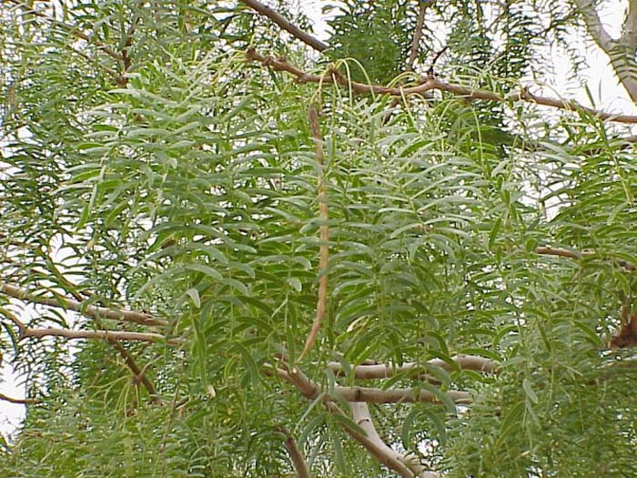 Plant photo of: Prosopis glandulosa thornless 'AZT'