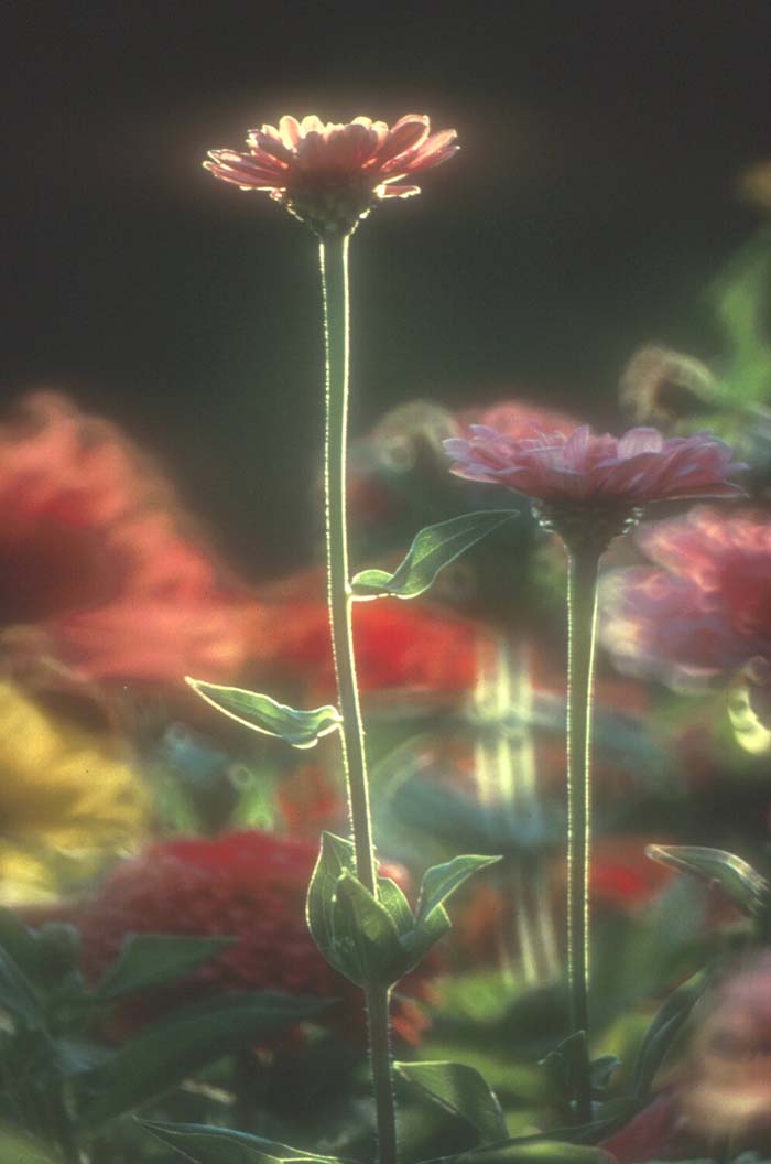 Plant photo of: Zinnia elegans x angustifolia