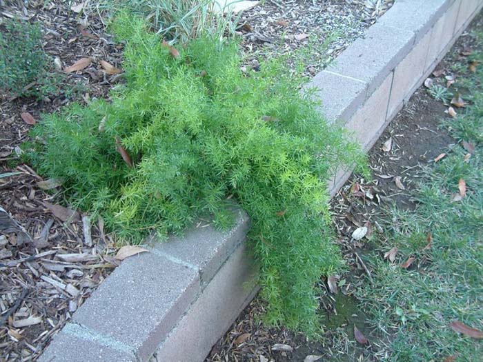 Plant photo of: Asparagus densiflorus 'Sprengeri'