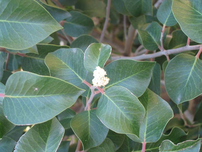 Plant photo of: Rhus ovata