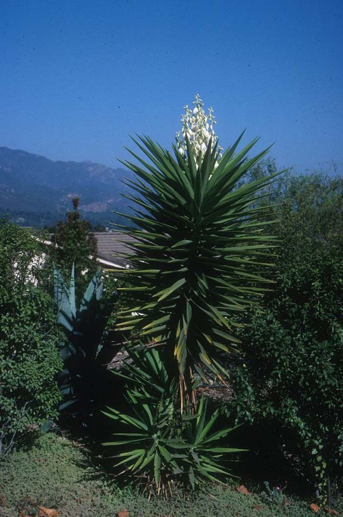 Plant photo of: Yucca gloriosa