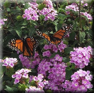 Plants that Attract Butterflies