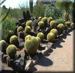 Cactus and Succulent Gardens