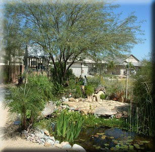 Desert Water Garden
