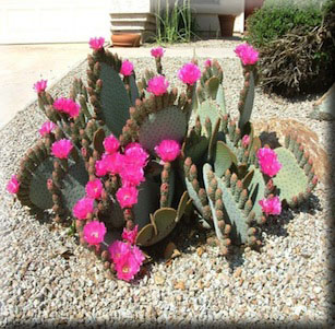 Mojave Desert Plants