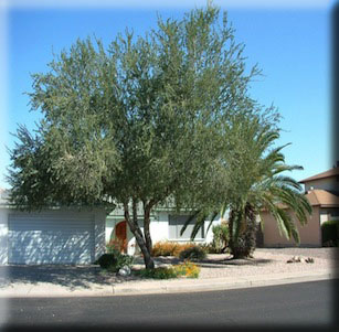 Sonoran Desert Plants