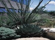 Stout Tooth Agave