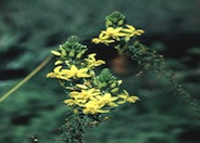 Bulbine frutescens 'Yellow'