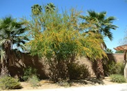 Acacia farnesiana