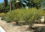 Senna artemisiodes v. filifolia