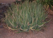 Torch Aloe