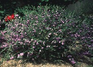 Leucophyllum langmaniae