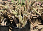 Paper Spine Cactus