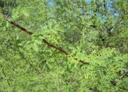 Whitethorn Acacia