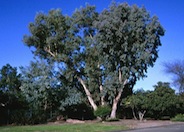 Eucalyptus polyanthemos 'Polydan'