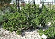 Myrtus communis 'Boetica'