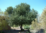 Arizona Rosewood