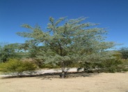 Acacia aneura