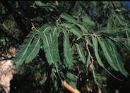Fernleaf or Feather Acacia