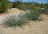 Desert  Milkweed