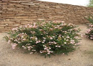 Oleander Petite Pink