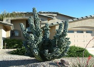 Totem-pole Cactus