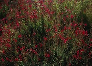 Salvia greggii 'Furmen's Red'