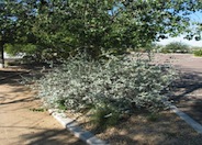 Buddleia marrubiifolia