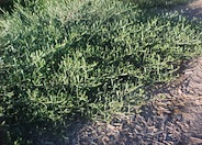 Acacia redolens 'Desert Carpet'