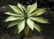 Agave attenuata (Variegated Form)