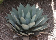 Agave parryi v. couesii