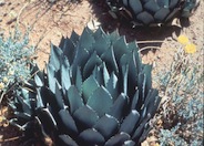 Agave parryii