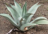 Rough-Leafed Agave