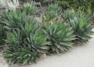 Shaw's Agave