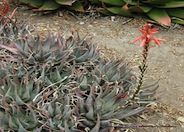 Aloe glauca