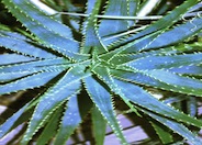 Aloe X spinosissima