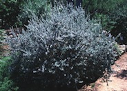 Leucophyllum pruinosum 'Sierra Bouquet'
