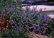 Salvia farinacea  'Texas Violet'